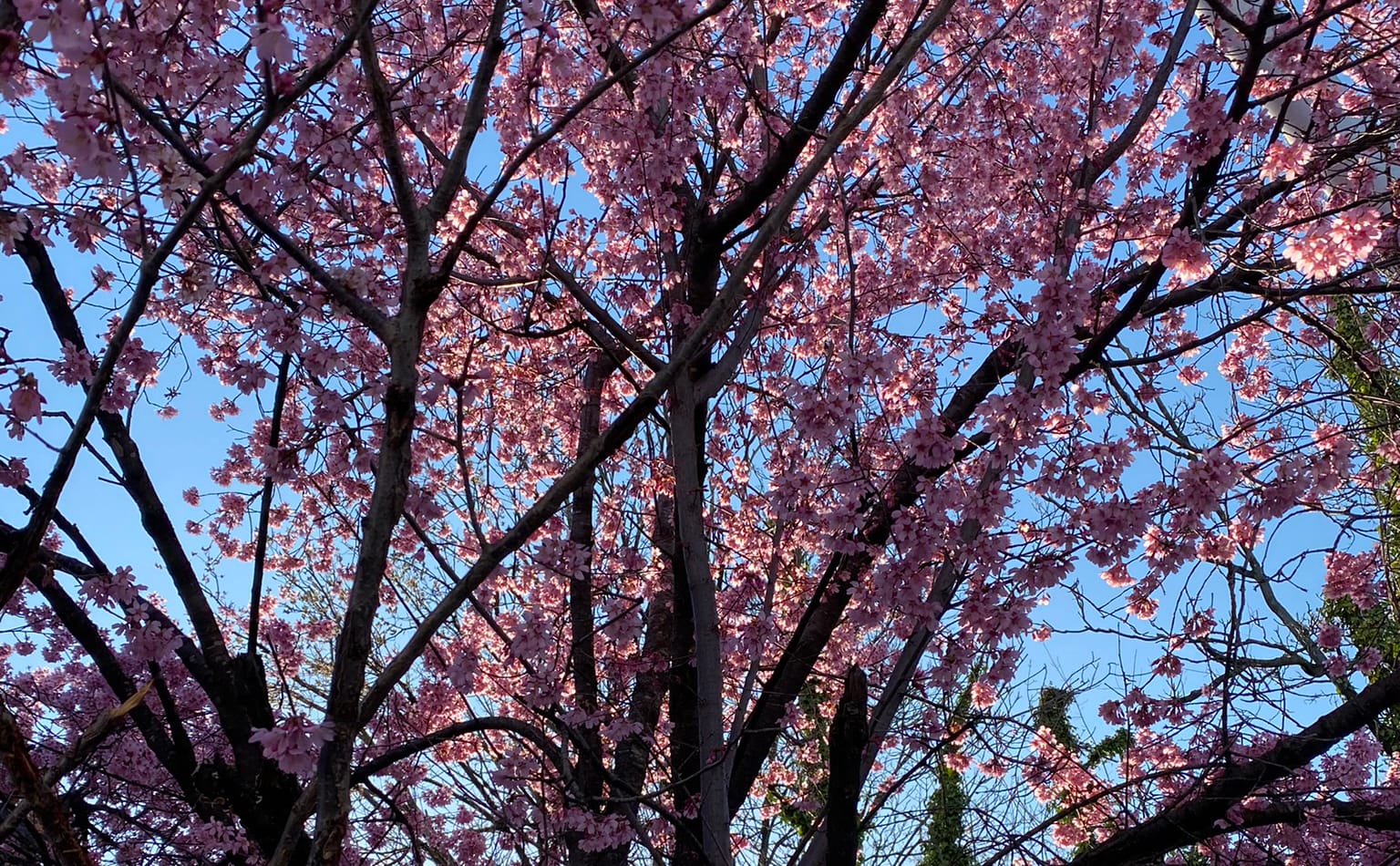Pink cherry blossoms against a blue sky -- the sun filters through & creates a gradient of pinks