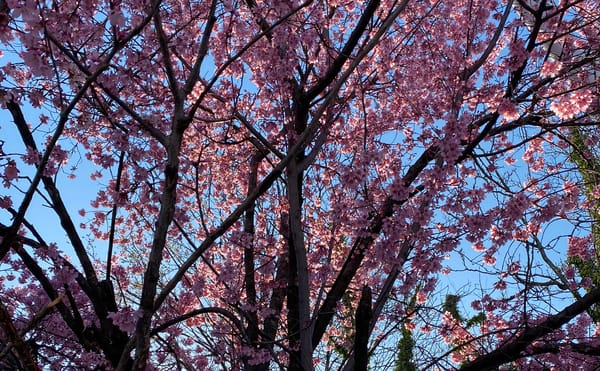 Pink cherry blossoms against a blue sky -- the sun filters through & creates a gradient of pinks